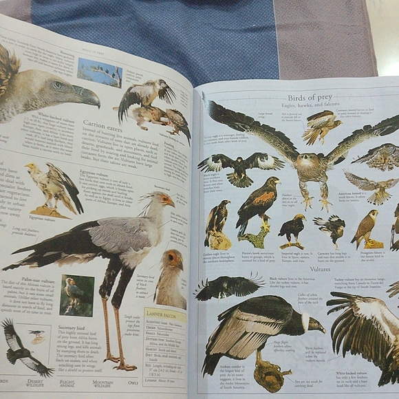 Family Encyclopaedia - Picture 9 of 15